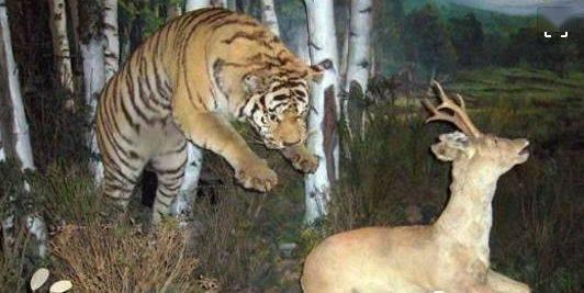 老虎吃鹿视频动画片国产