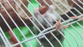 国产造景胶带分装视频,打造完美景观的实用指南